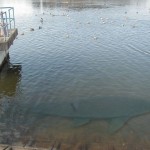 今凄く気になる利根川の巨大魚 今凄く気になる利根川の巨大魚